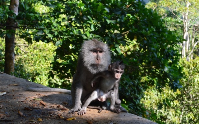 Monkey forest, Lombok