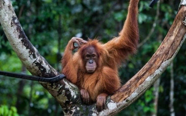 Sepilok orangutania rezervacia